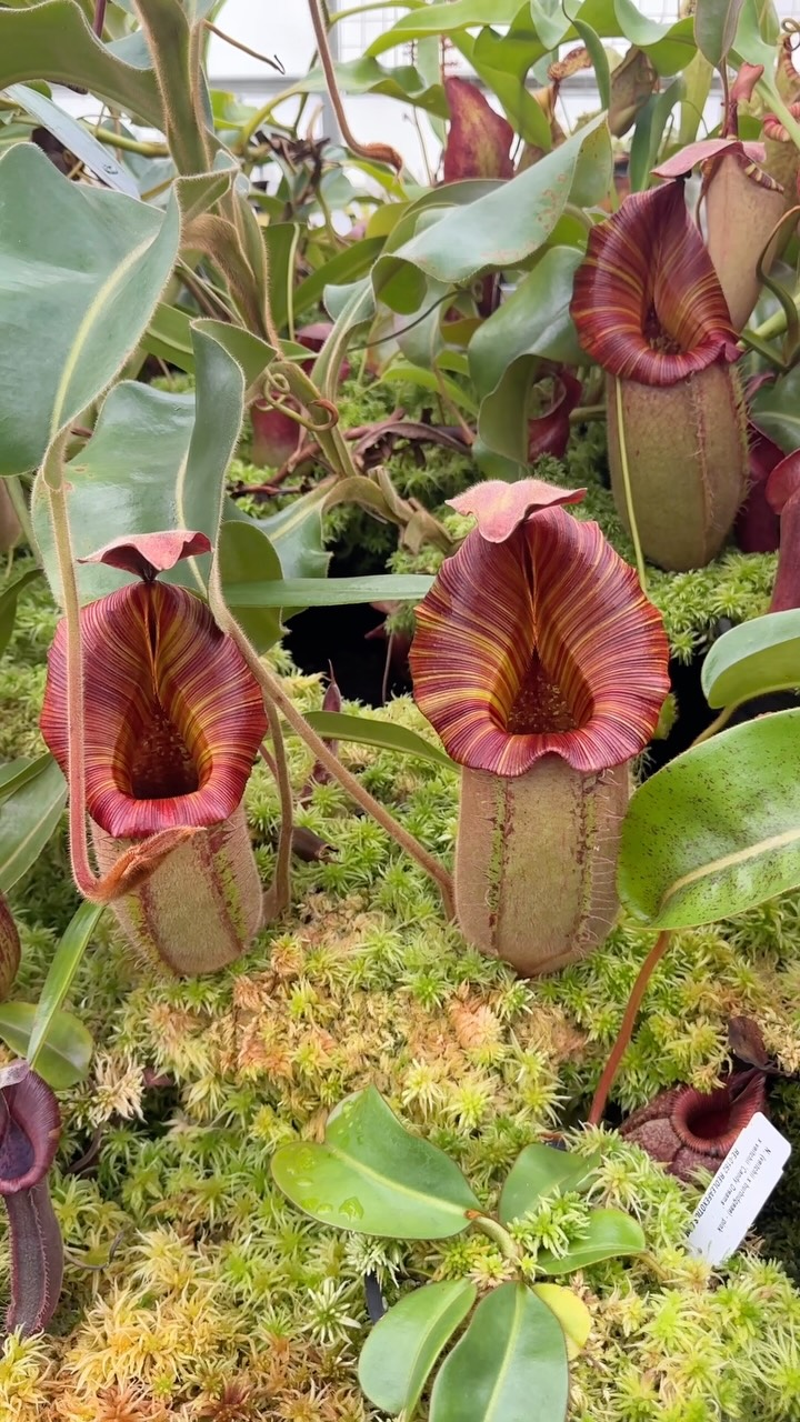 RedLeaf - N. veitchii 'Candy Dreams' being glorious😍🥰♥️ | Facebook