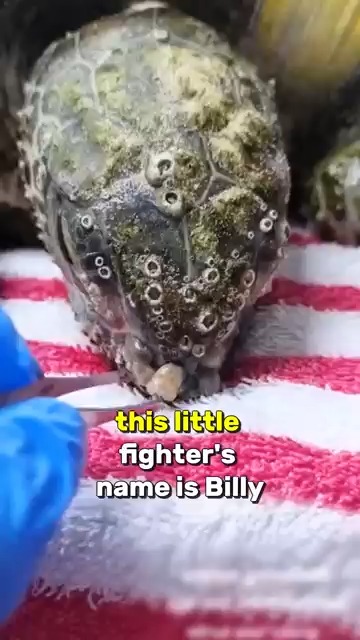 Meet Billy Turtle Covered in Leeches and Barnacle #storytime #turtle # ...