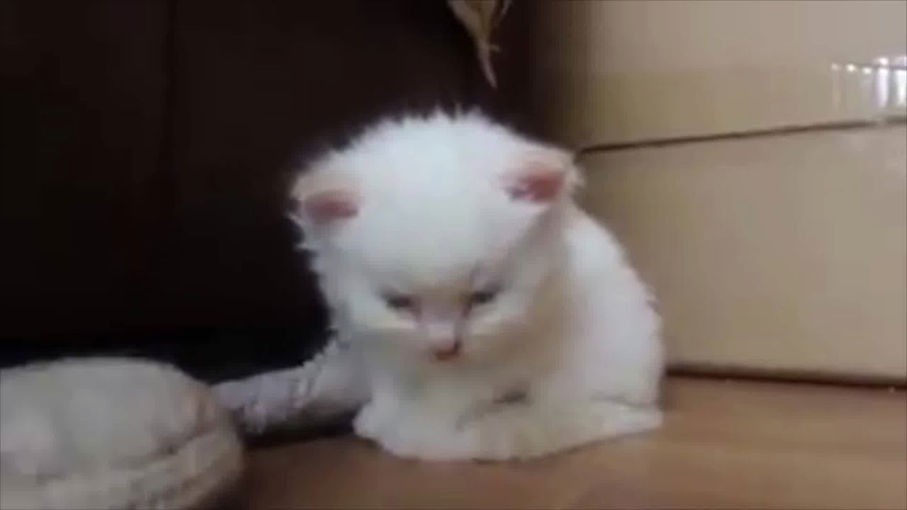 Плач котенка звук. Белый котенок плачет. Котята маленькие пушистые комки. Плачущий котенок белый. Маленький котенок плачет
