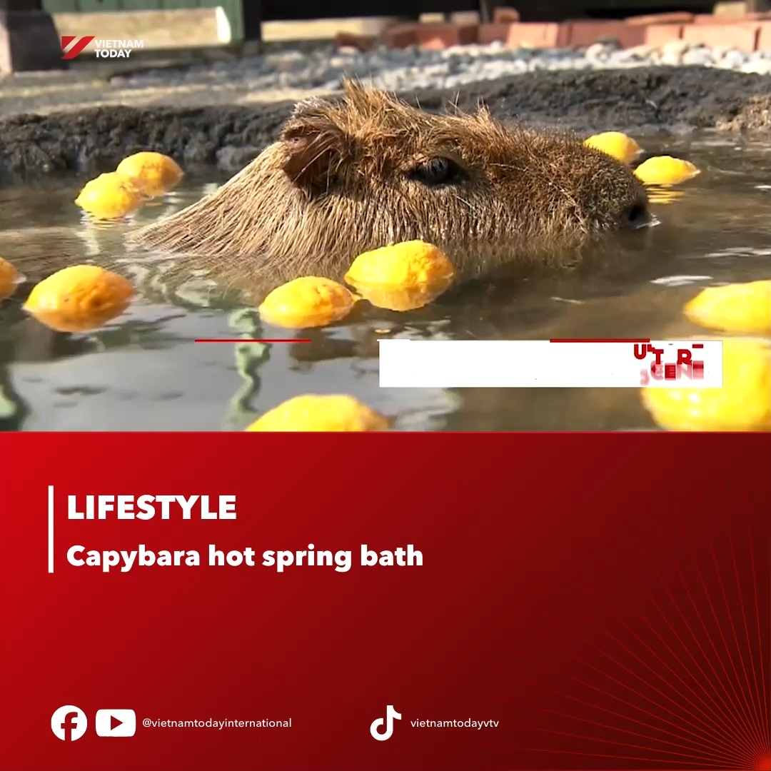 Visitors can watch capybaras enjoy Yuda Onsen’s hot springs in western ...