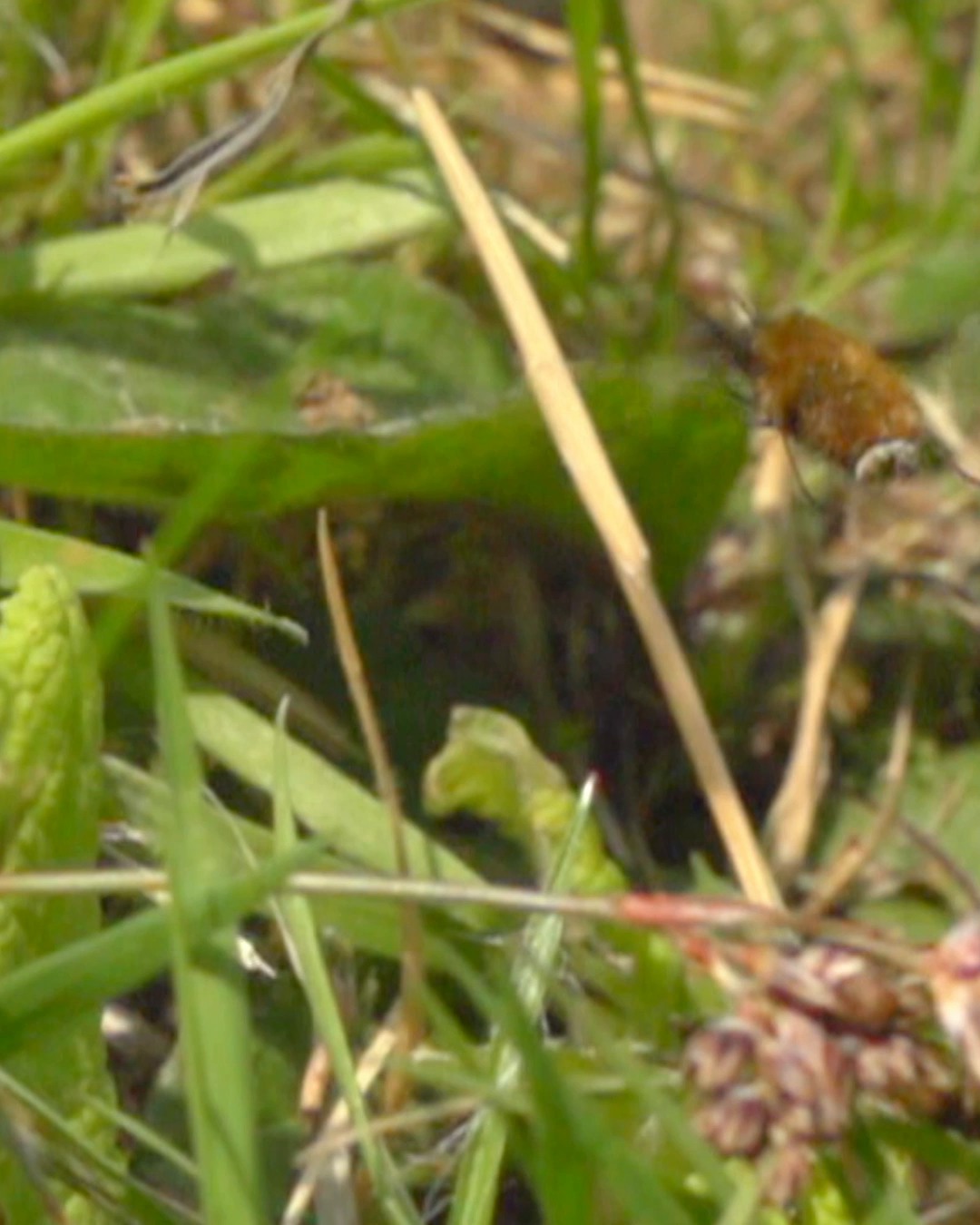 BBC Springwatch