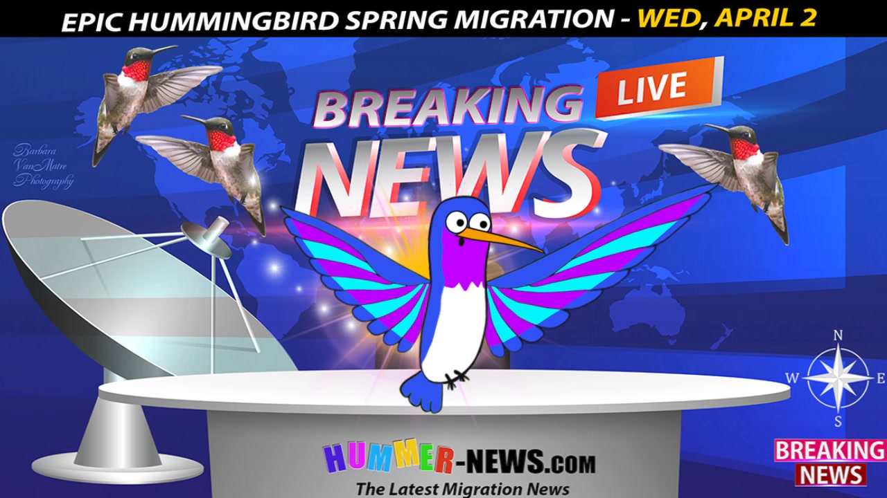 ⚡️🌺 BREAKING NEWS by HUMMER, FLYING REPORTER!🌺⚡️ (April 2) *RUBY ...
