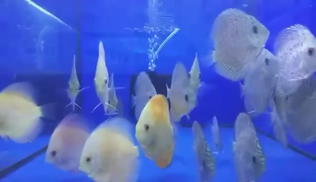 The BiG Fish Place Jr. - Cartimar | Pasay City