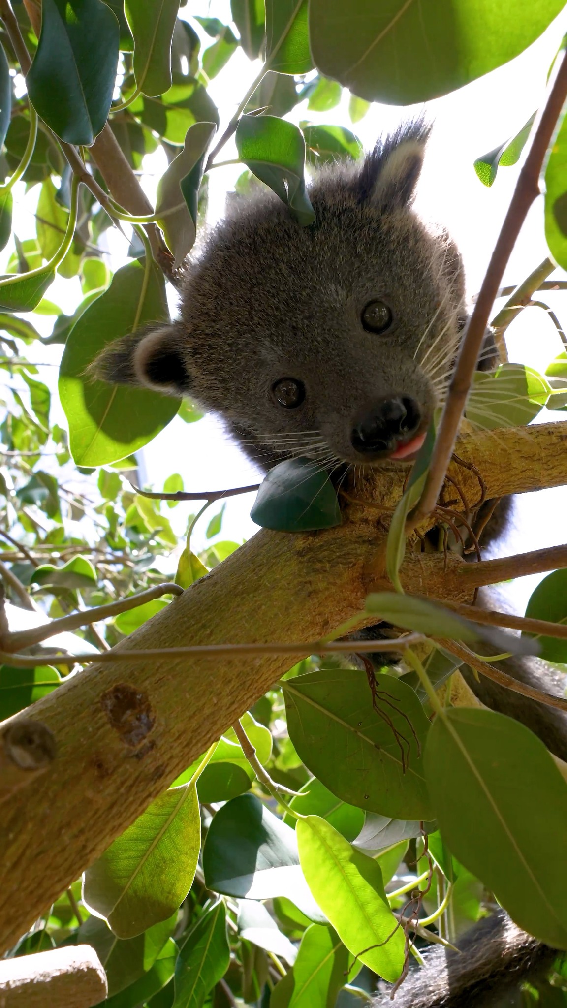 くるみ San Diego Zoo | San Diego CA