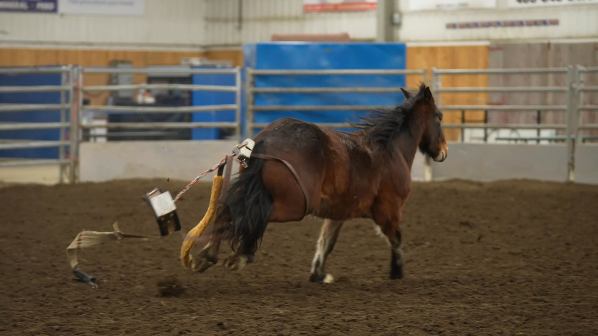 Welcome to the wild world of Dummy Bucking Colts! 🐴🤠 watch as young ...