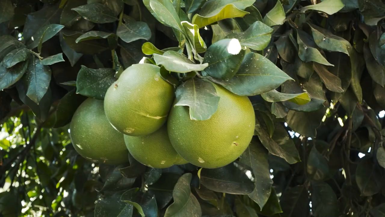 Throwback to the 1998 Citrus Exhibit at the California State Fair