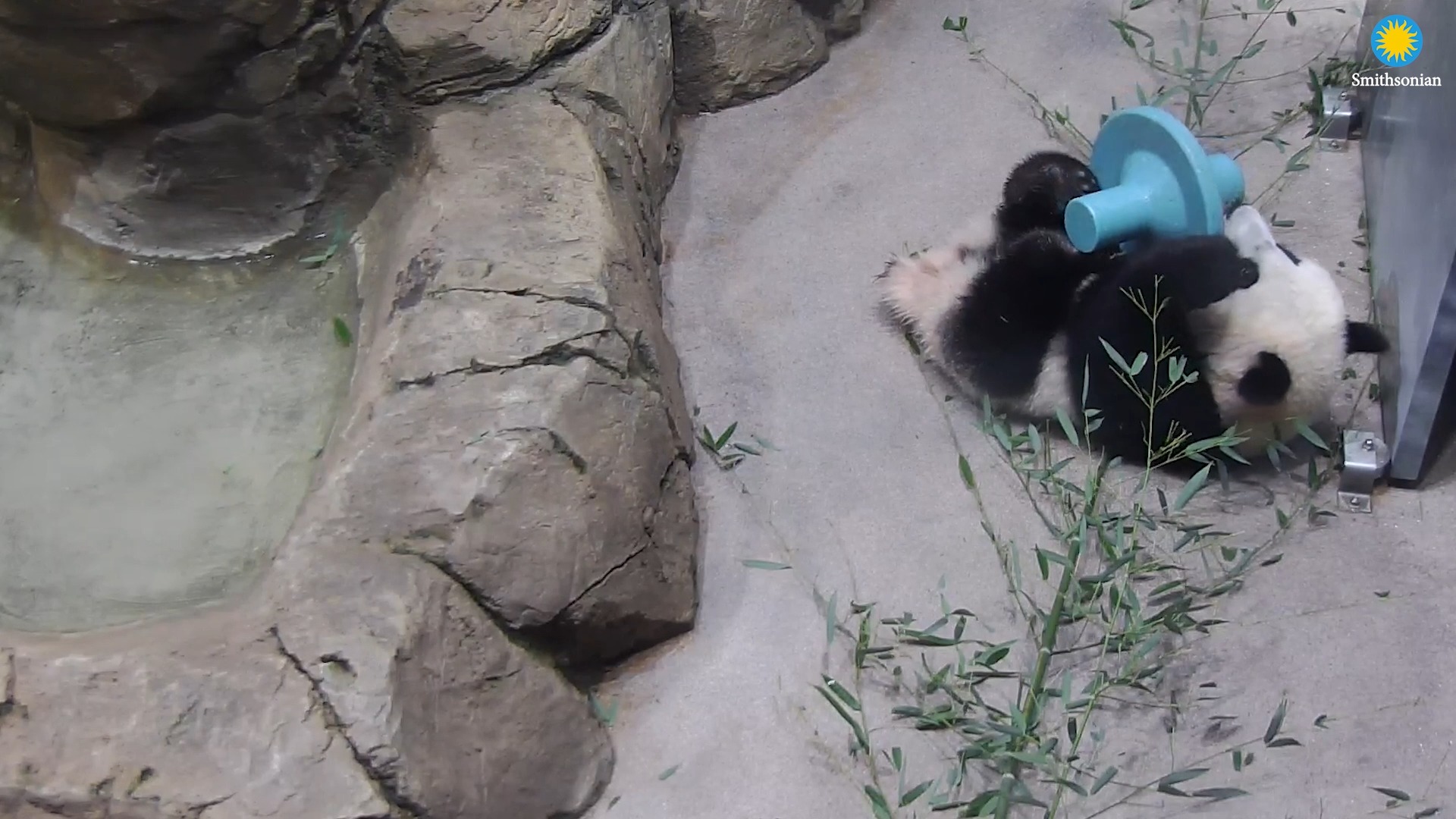 🐼🐾 Giant pandas have a pseudothumb—an elongated and enlarged wrist bone ...