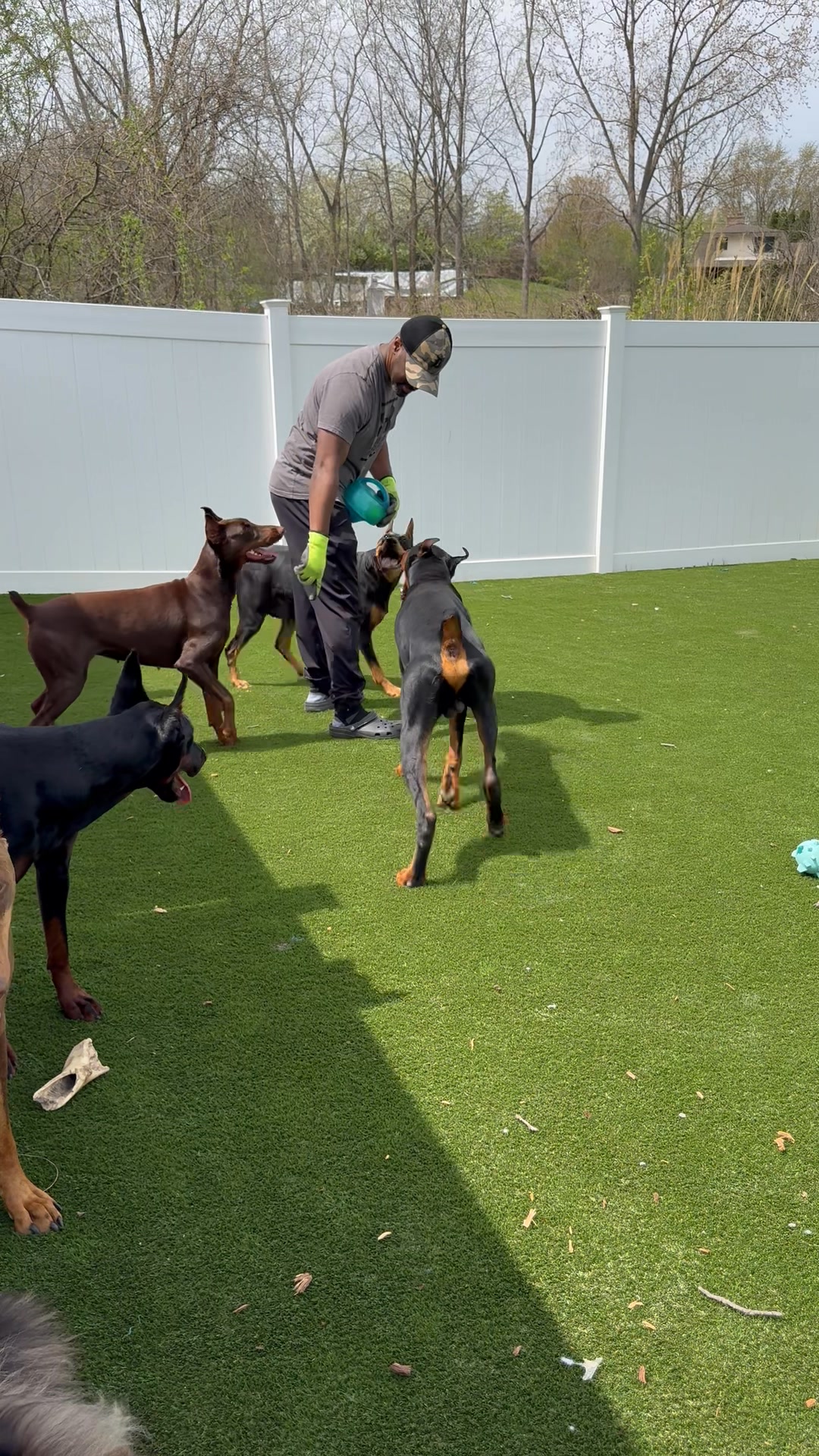Touchdown time! The Campbell Dobermans are kicking off spring in style ...