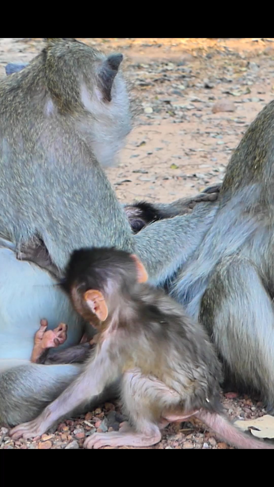 Monkey family, perfect together in their natural habitat. 🌳🍌 # ...