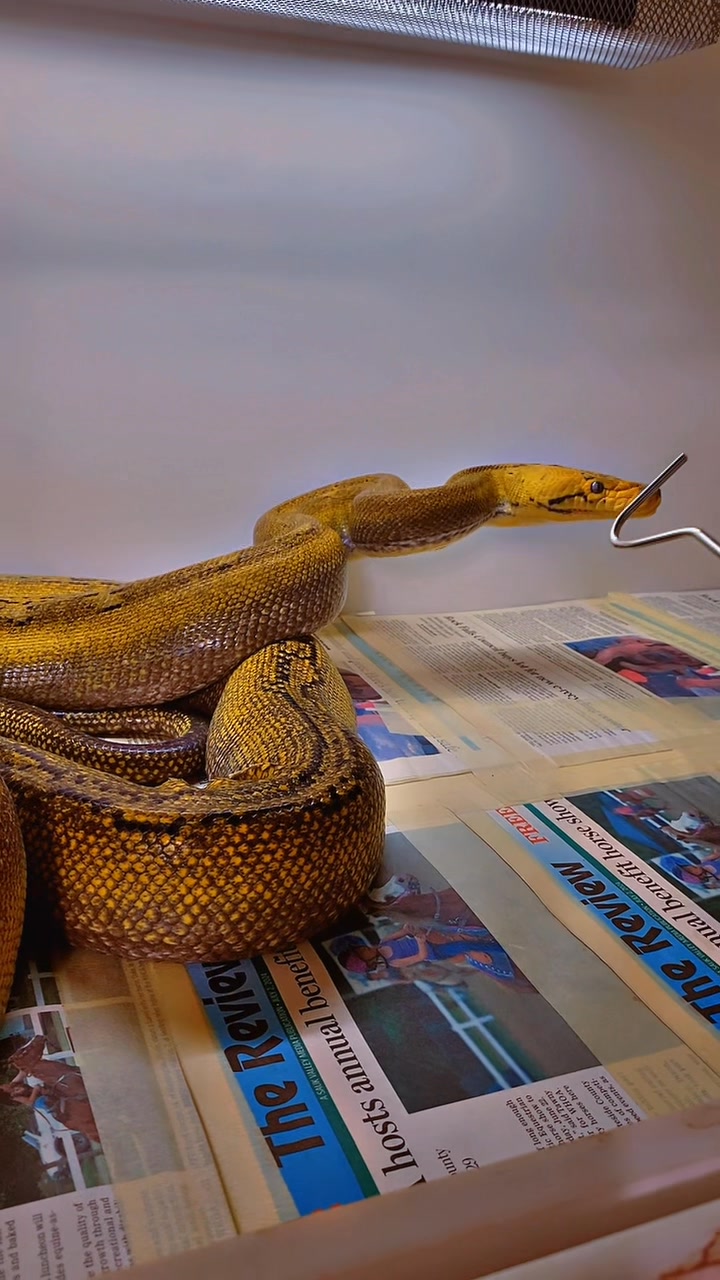 Me working with my larger more aggressive snakes! This is how I work my ...