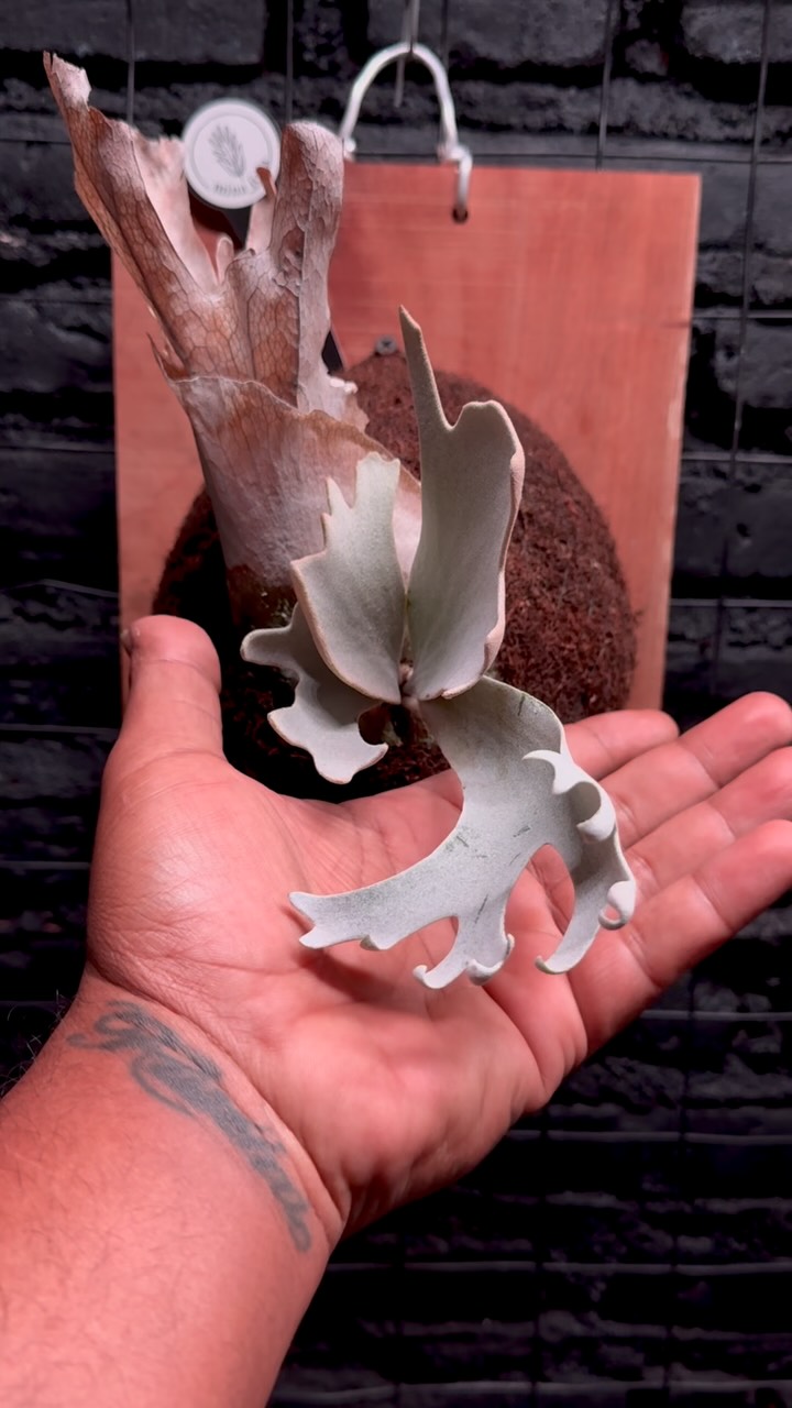 P. Willinckii “wild” selected ✨ #platycerium