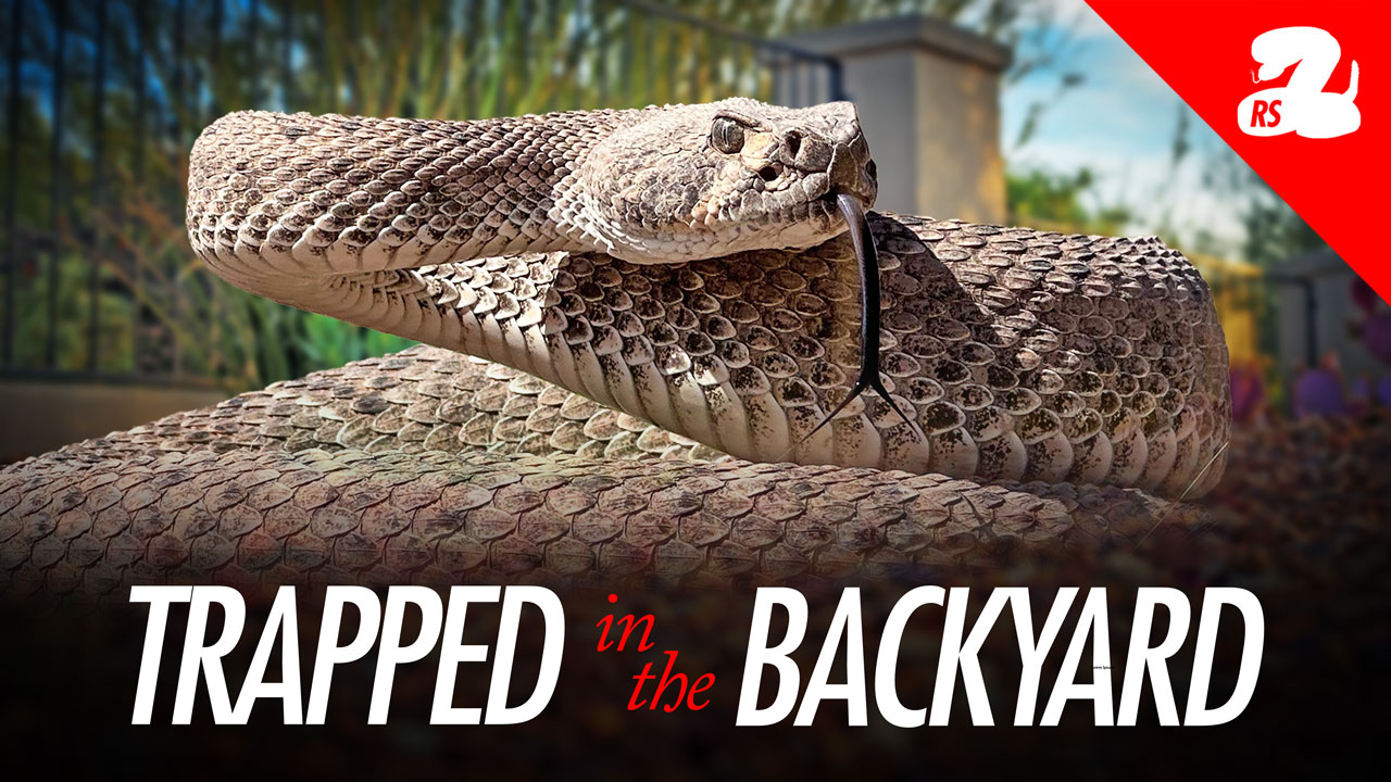 Rattlesnake fencing is extremely effective ... when it's installed ...