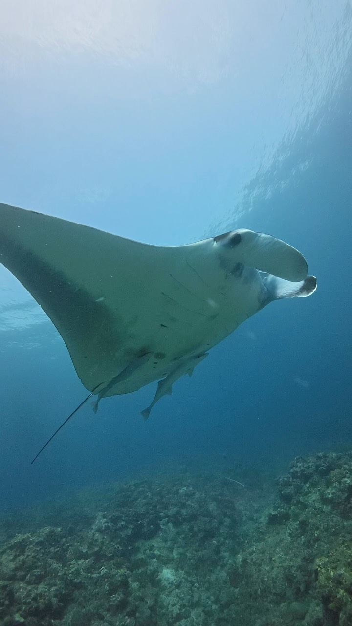 ⇦ここをタップすると他の生物へ👍 石垣島 マンタが寄って来てくれまし