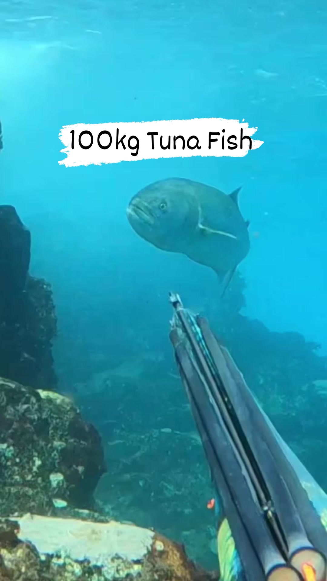Tuna are a group of fast-swimming, predatory fish belonging to the ...