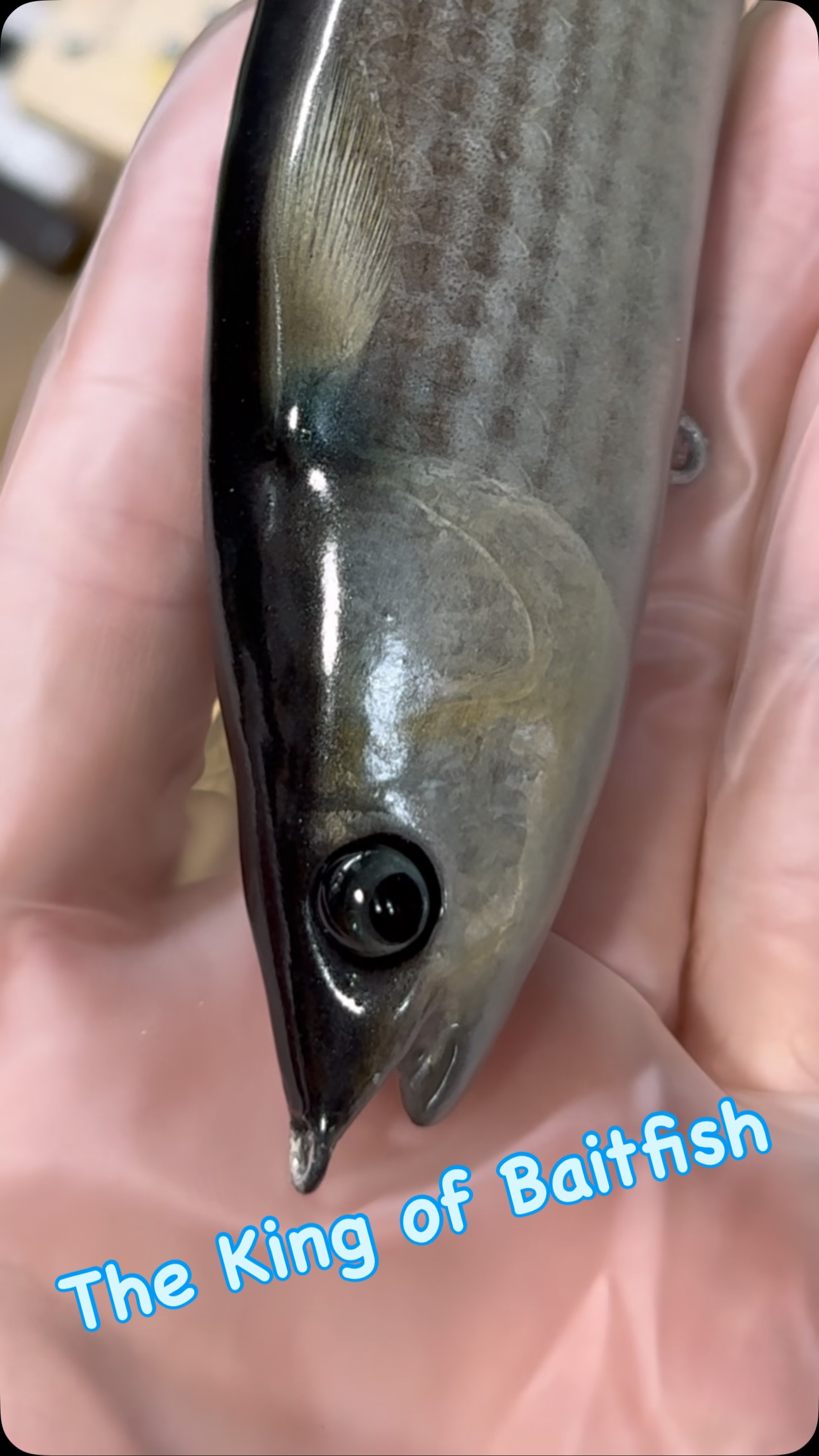 fresh bait lures (@fresh.bait.lures) • Facebook