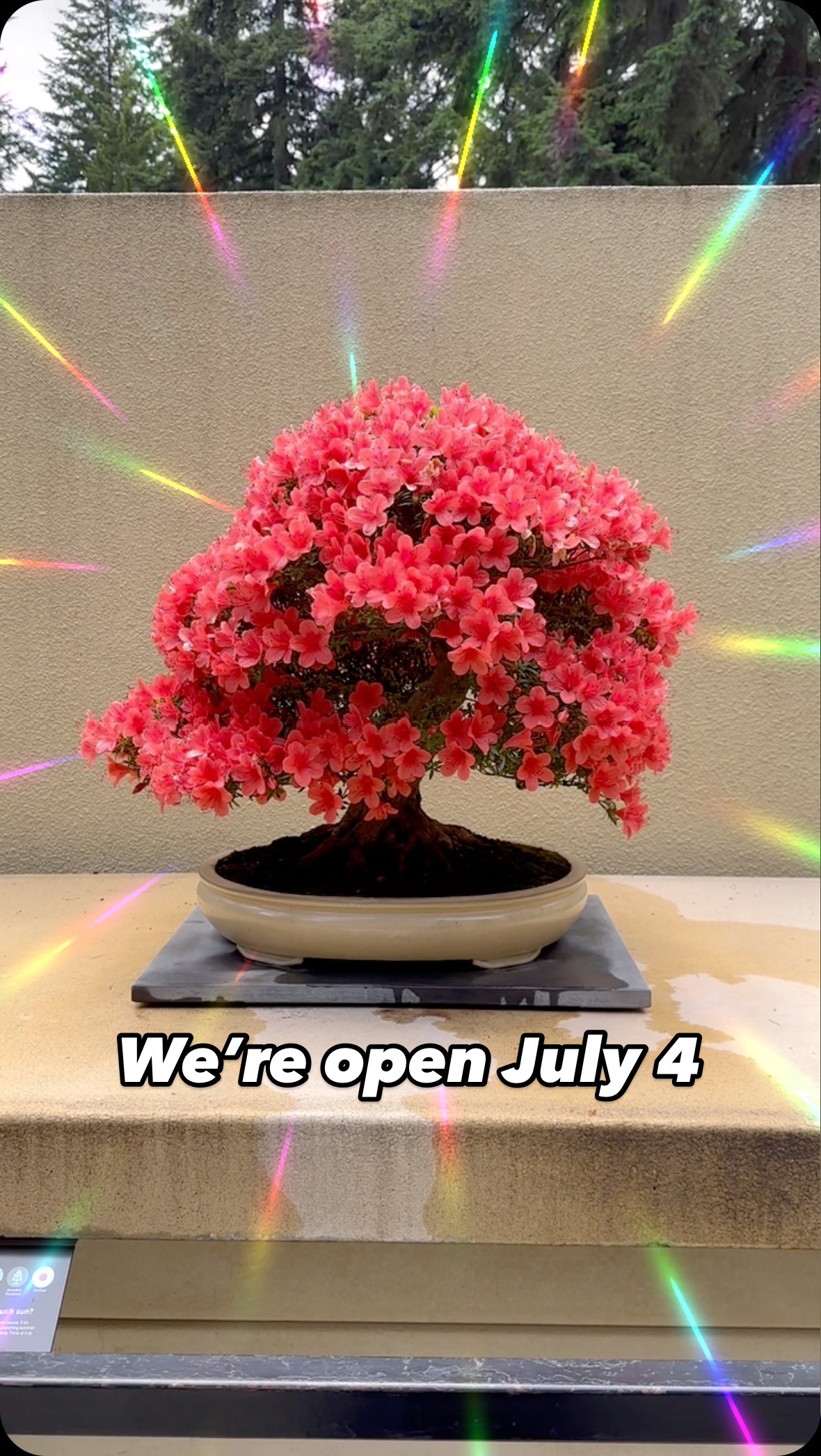 Satsuki Azalea 'Jukokan' 🌸 Rhododendron indicum ^-^ Happy