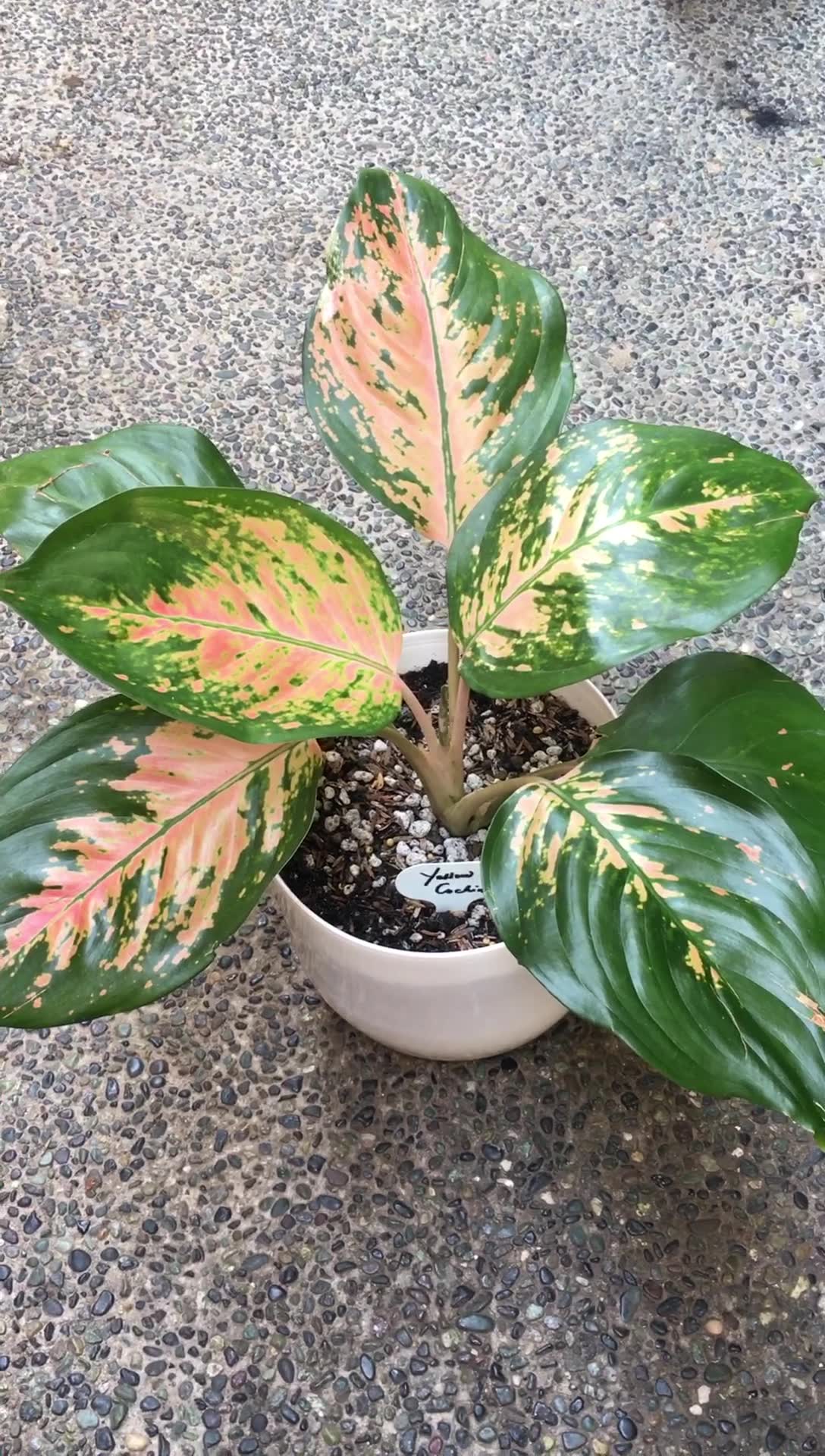 Aglaonema Yellow Cochin 300 pesos only 📍Las Piñas | Shop-LEAF-thing
