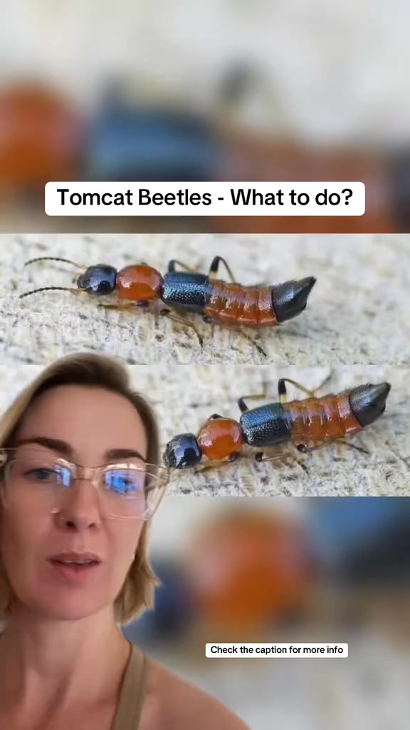 Tomcat Beetles in Bali – What You Need to Know 🐞☔️ With the recent ...
