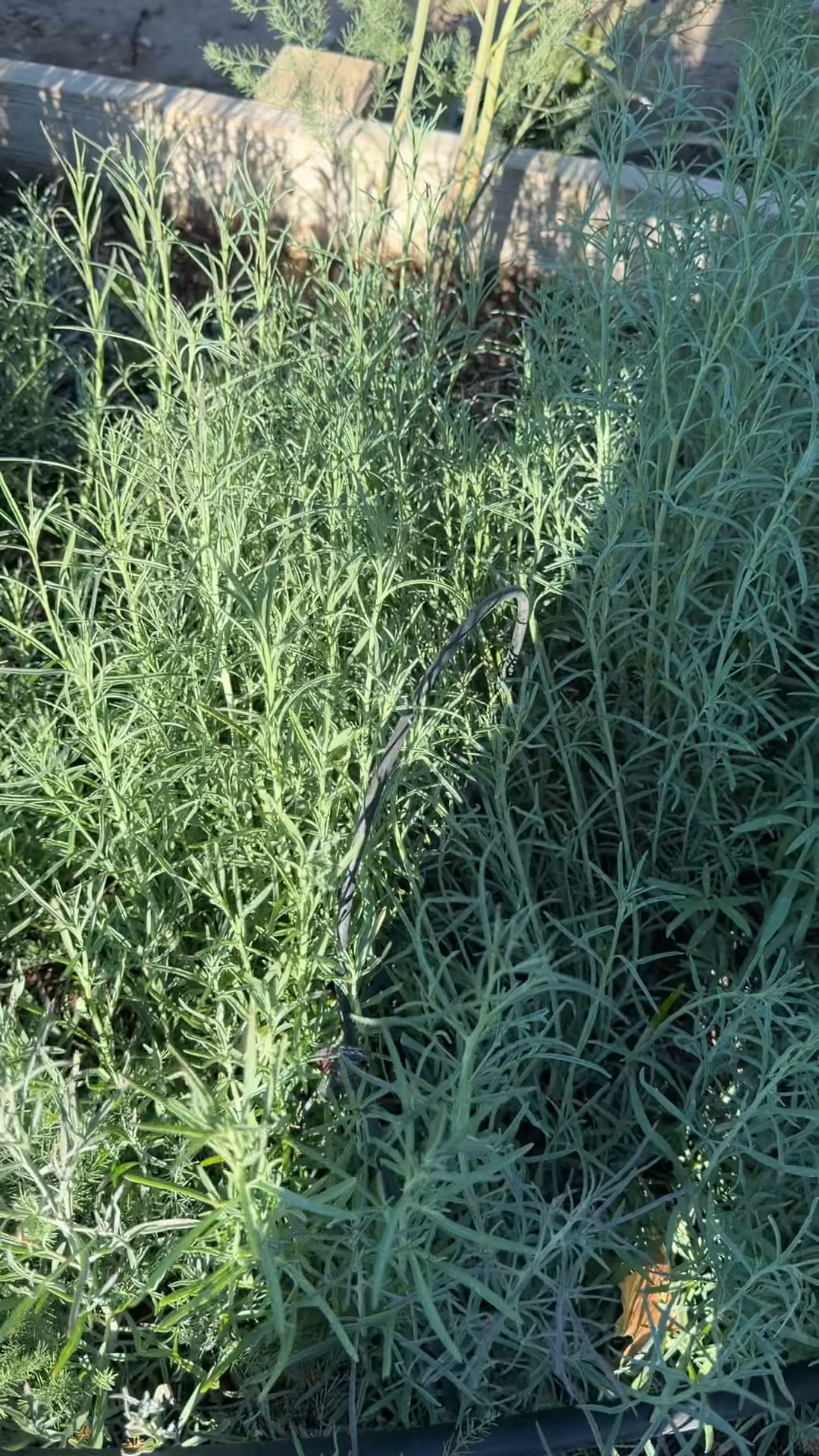 A quien le gustan los tepiches muy ricos | Martínez Farming