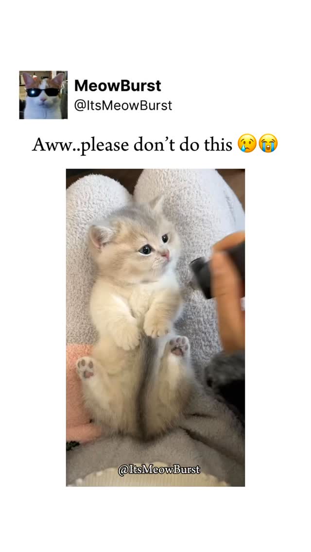 Like if this reel made your day!! 🥹😻 MeowBurst Facebook