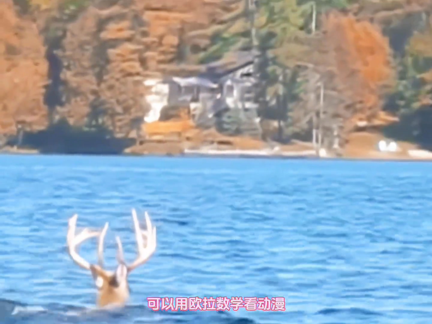 遇見超級罕見的神鹿過河 許個愿吧 | 神龟上岸 | Facebook