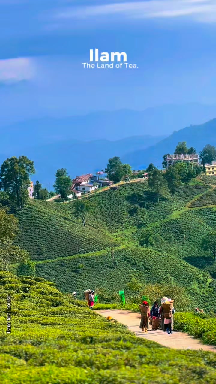 ILAM TEA HOUSE | Ilam