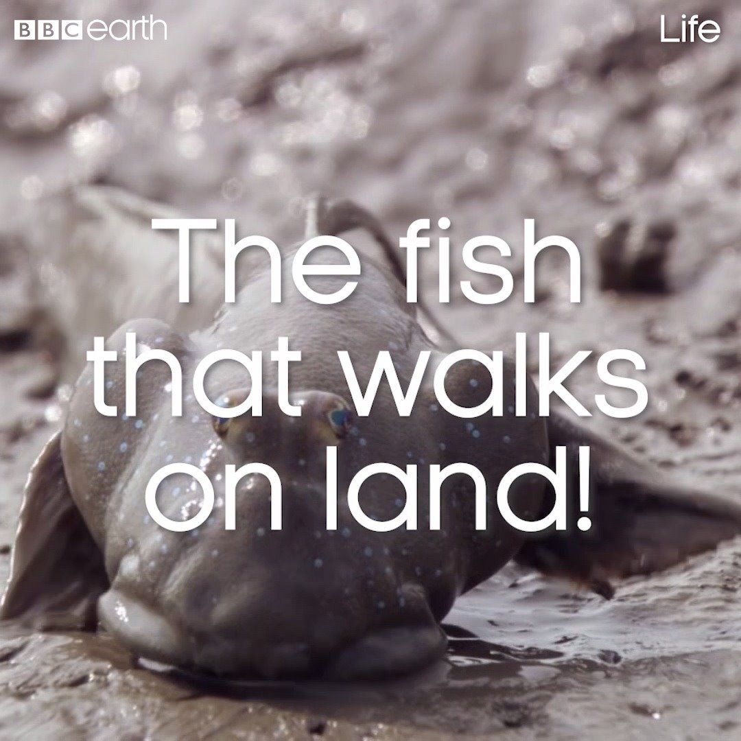 This fish can walk on land and breathe air! | BBC Earth | Facebook