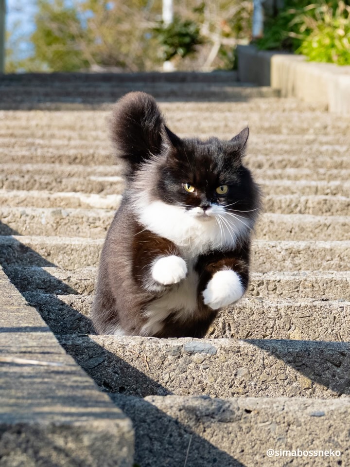 Simabossneko
