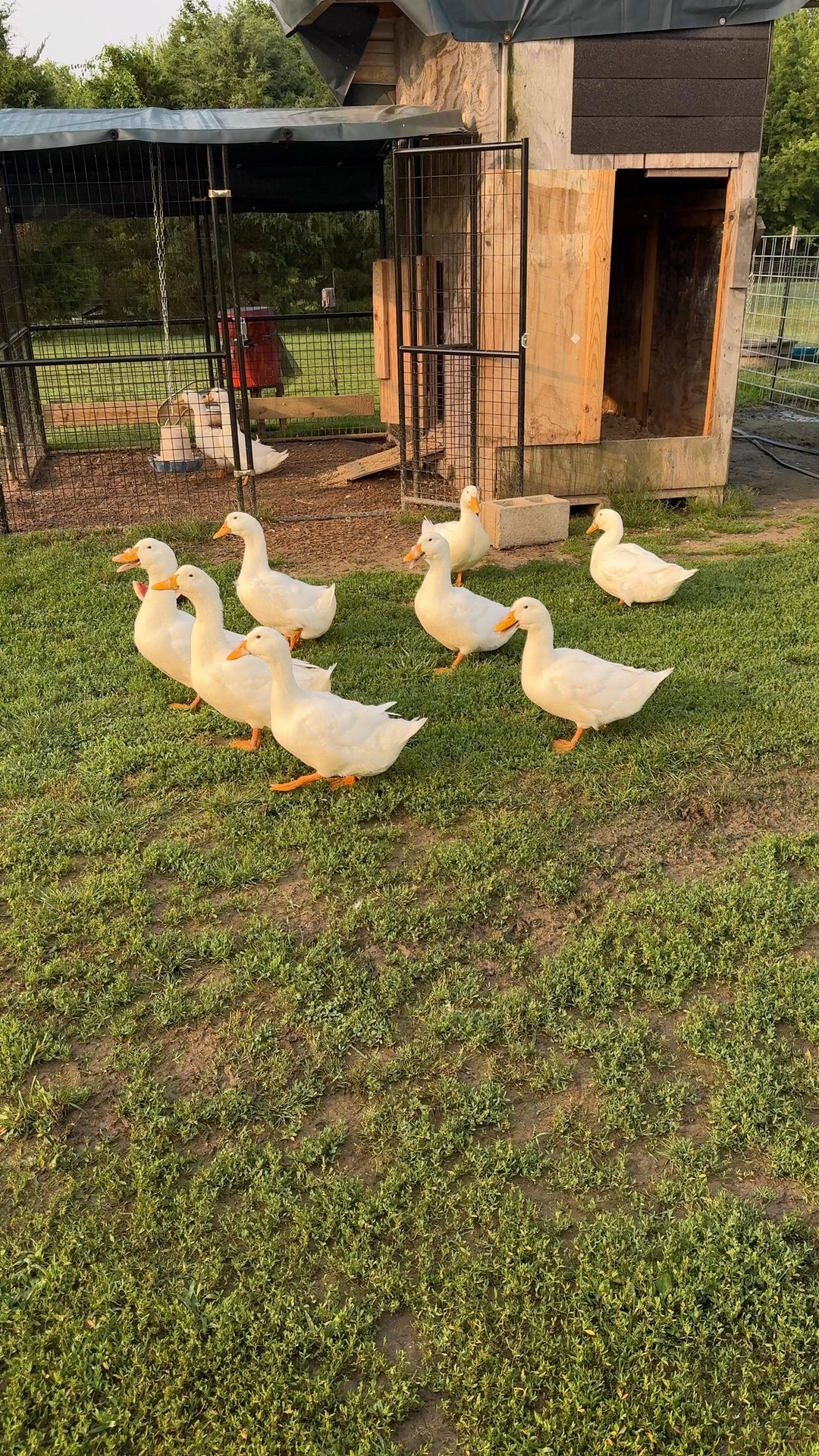 It was a clear black night, a clear white moon... and these ducks were ...