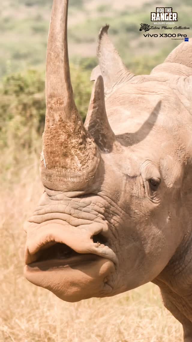 Another of Nairobi National Park's white rhino Filmed with the