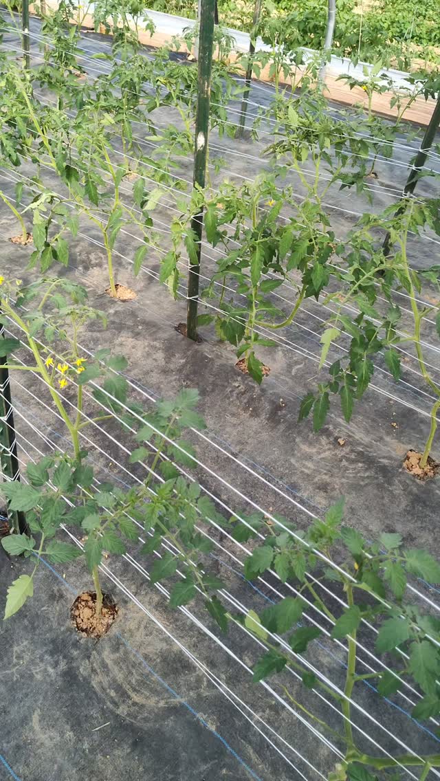 TNT Farm N Greenhouse