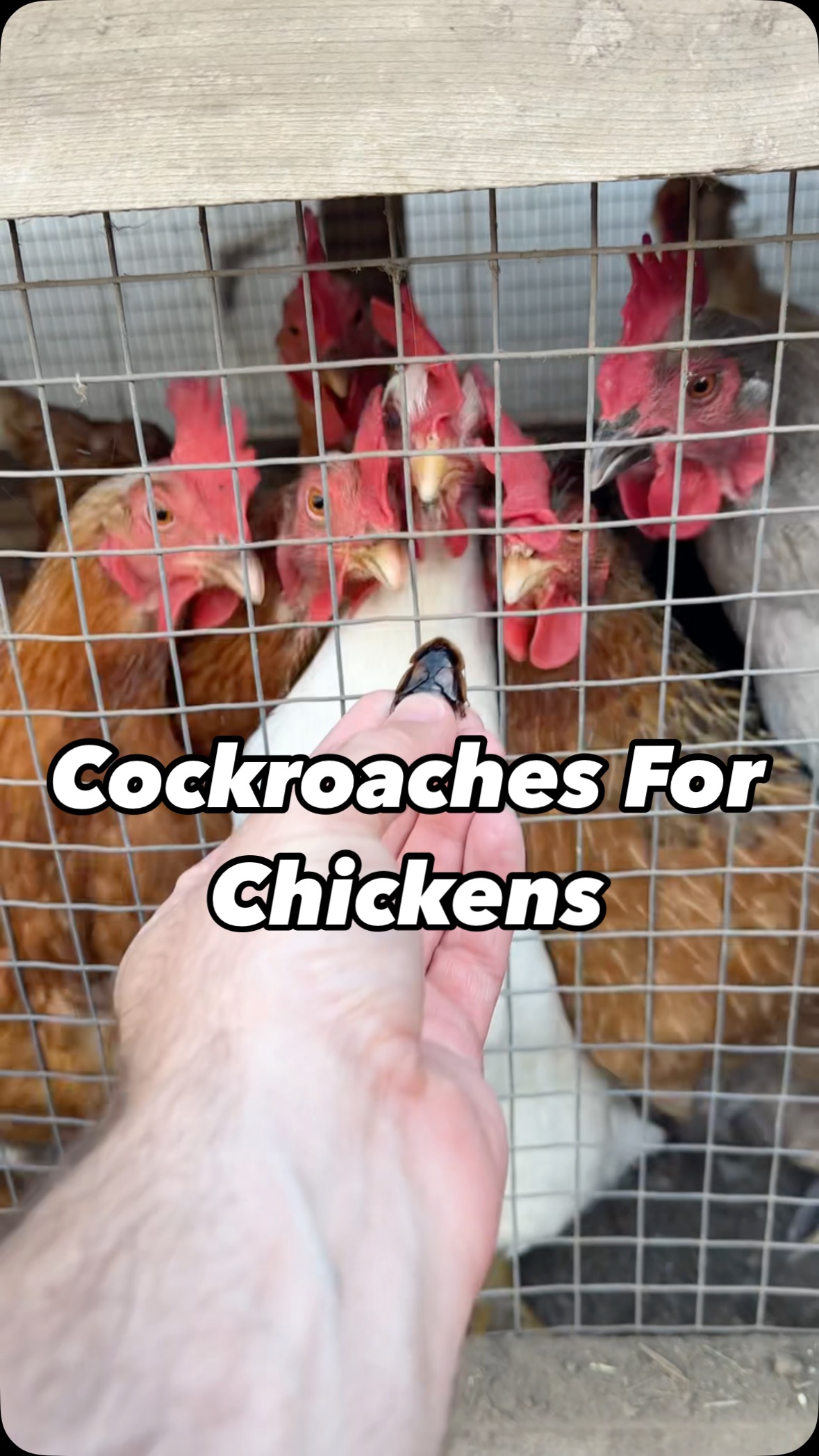 I’m in the process of establishing colonies of both Dubia Cockroaches ...