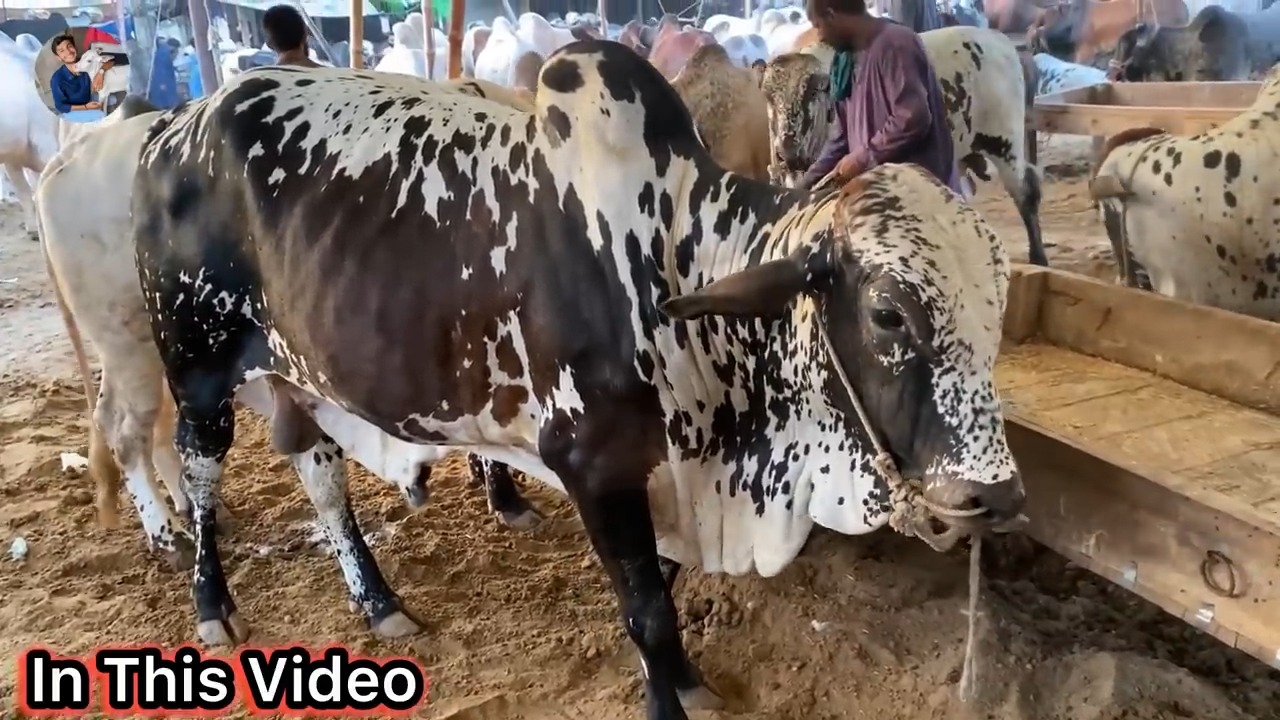 Naval Cow Mandi Karachi Ki Sab Sy Sasti Mandi _ Update 19-May-2025 ...