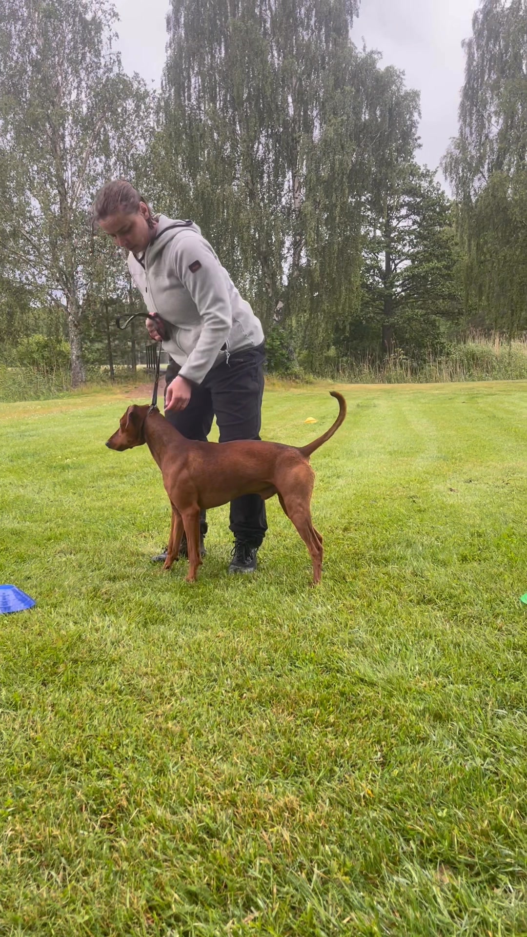 kons-konsten-att-visa-hund-p-hundutst-llning-ringtr-ning