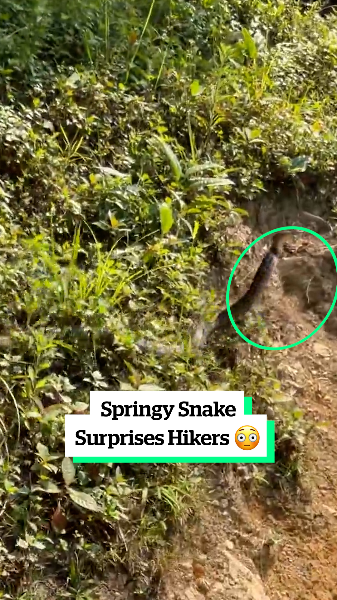 Springy Snake Surprises Hikers 😳 | VT | Facebook