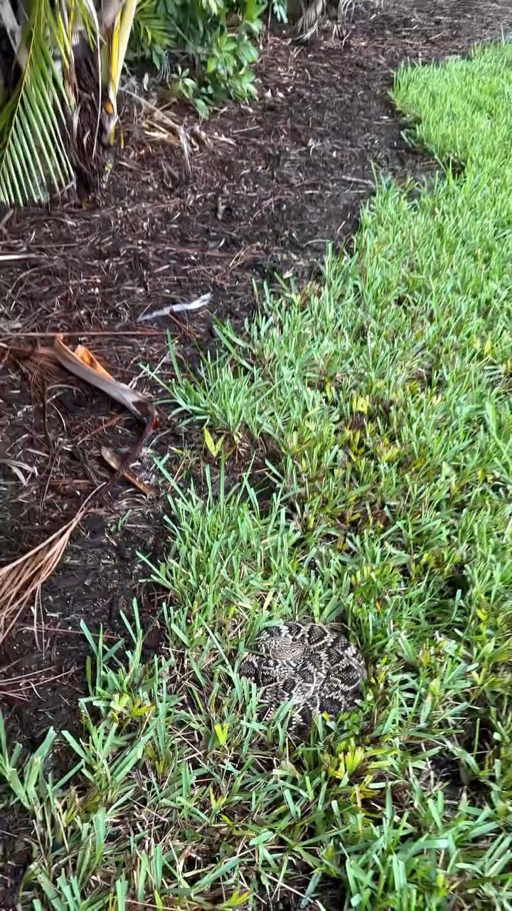 🧐 Rattlesnake hiding in plain sight. This is the third