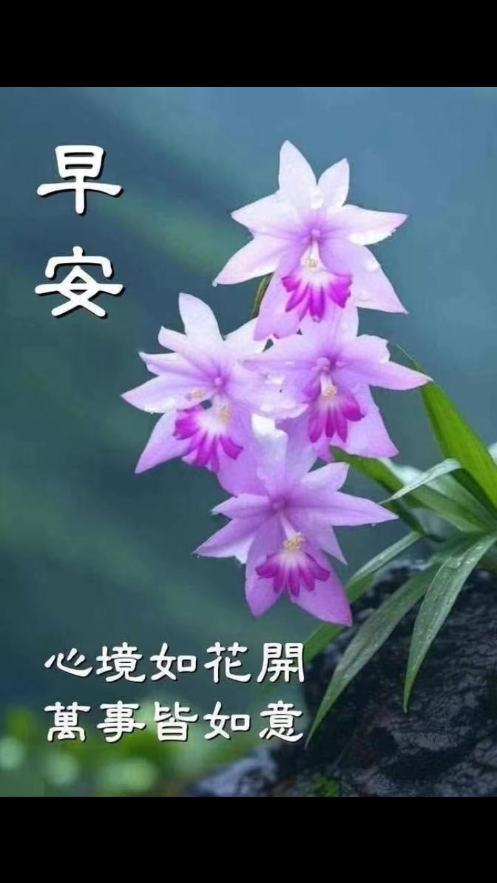 晨安美好⛅週二愉悅 顺心平安🌹顺心如意 花开富贵🌹好运连连 万事皆顺🌹幸福满满 | Saw Chan Chum | Facebook