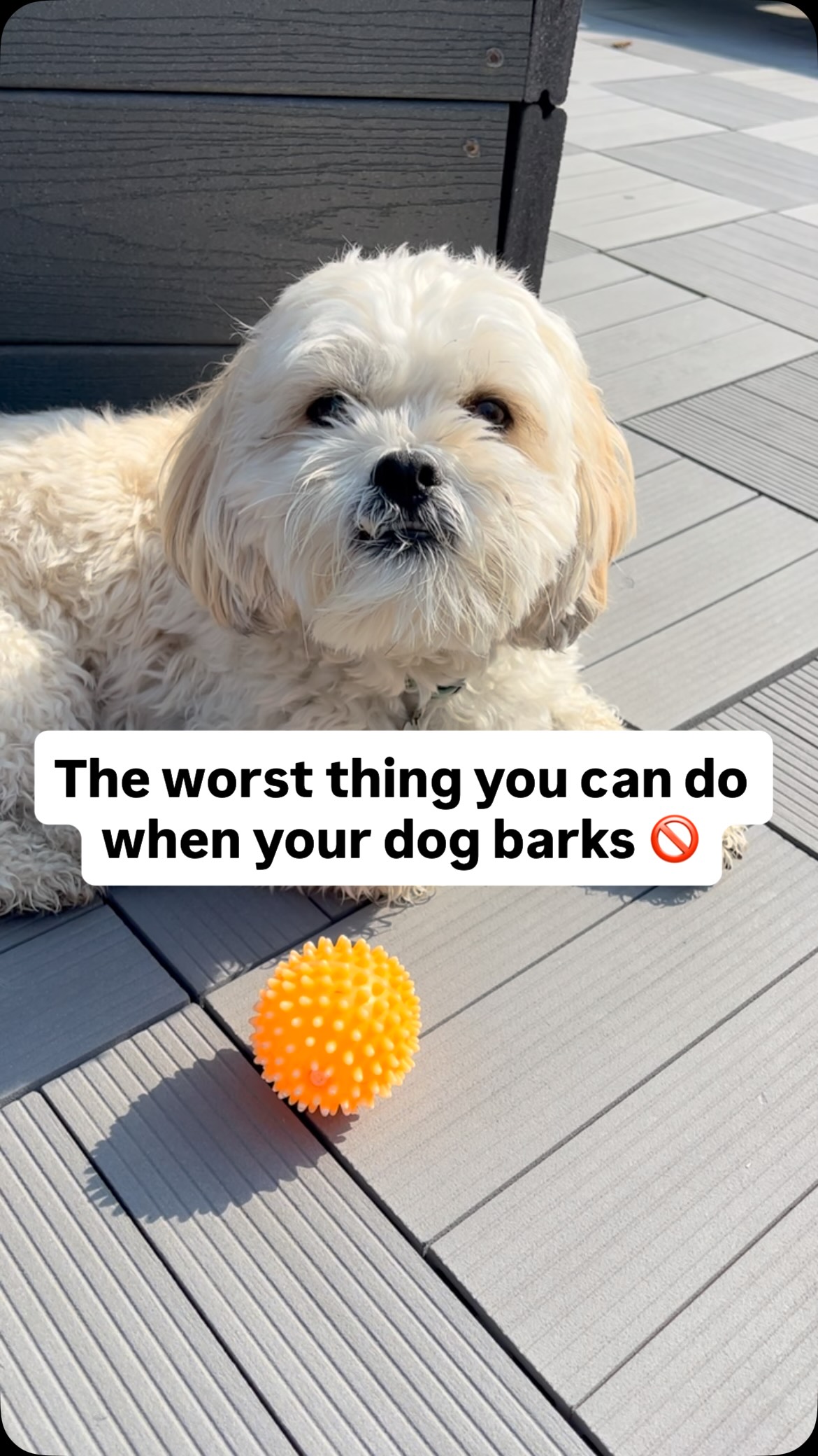 If you want to create a calm and obedient dog, you need to start with ...