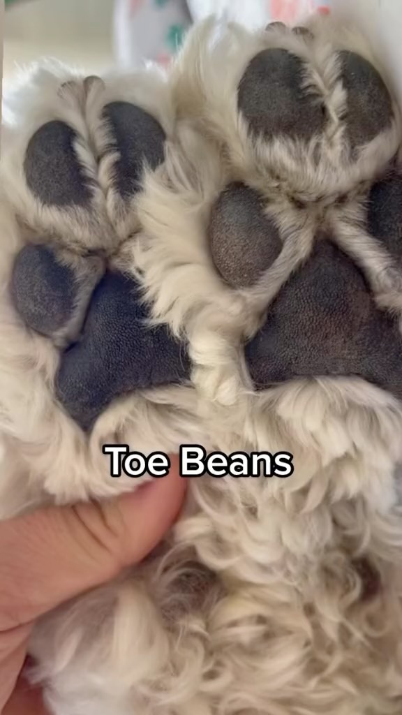 This is Only Paws type of content 🤣 on a serious note why are paw pads ...