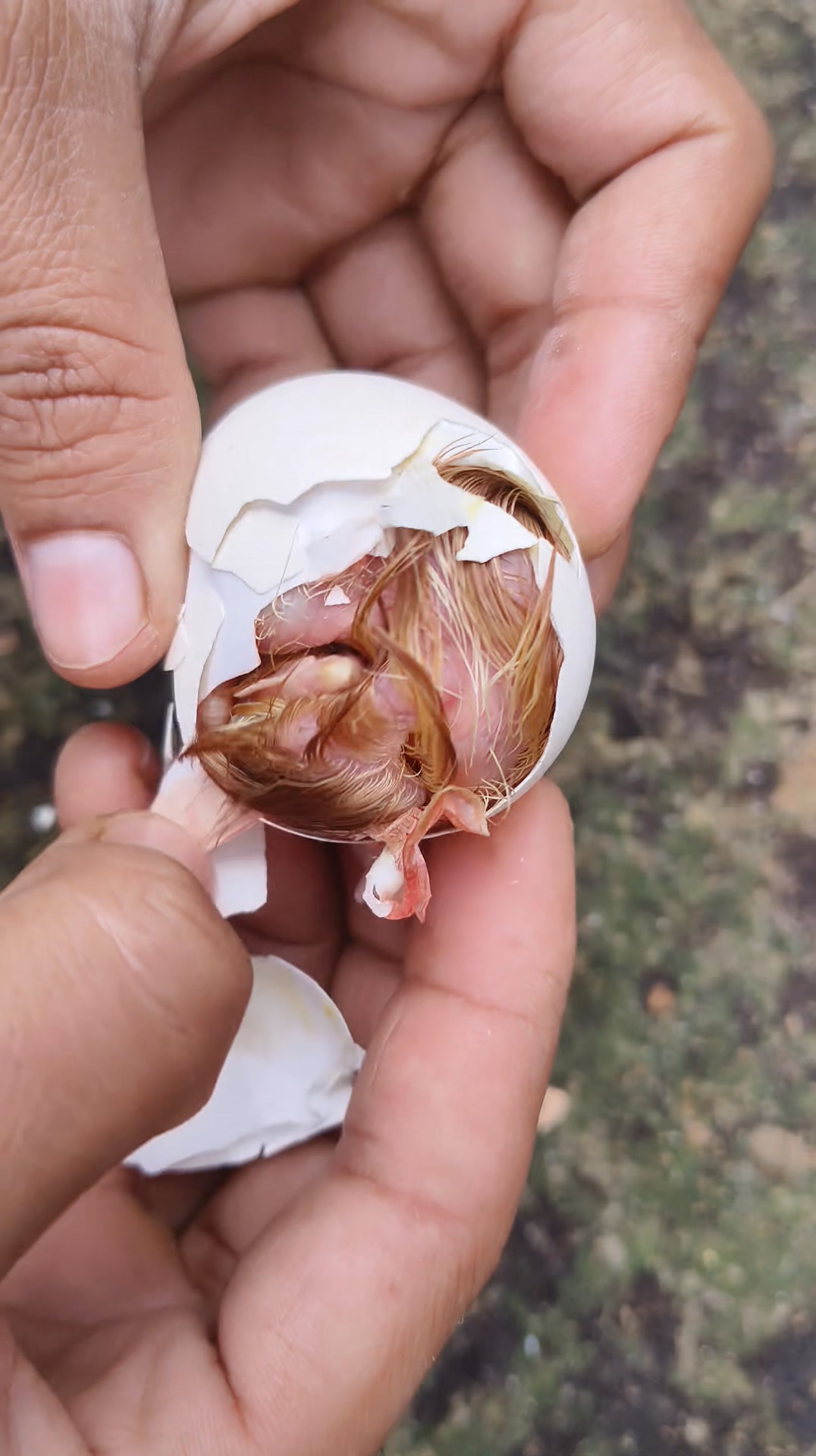 Stuck chick need Help in Hatching | Pets Life TV | Facebook