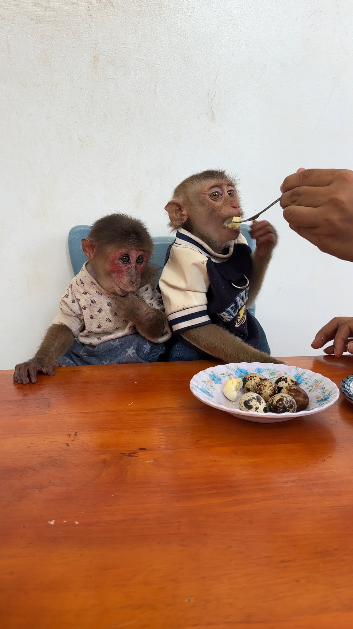 🐒 Home Is Where the Monkey Is 🏡🐵 #MonkeyAdventures #LoveAndLaughter ...
