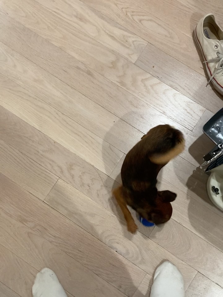 Edna the Runt on Reels | Facebook