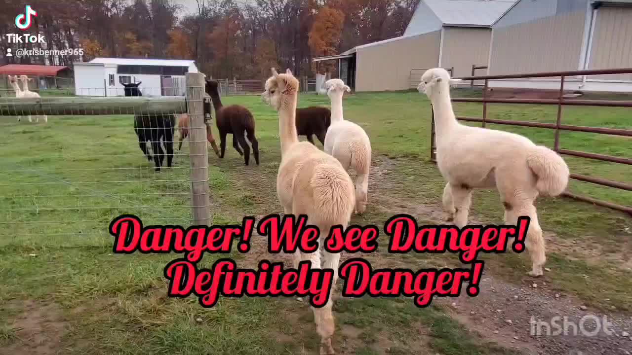 a herd of llamas cornered a suspected tobacco thief A herd of llamas in England surrounded a thief in their field until  authorities arrived. 🦙 They did not spit on anyone, maintaining good  manners even when faced with pressure and adversity