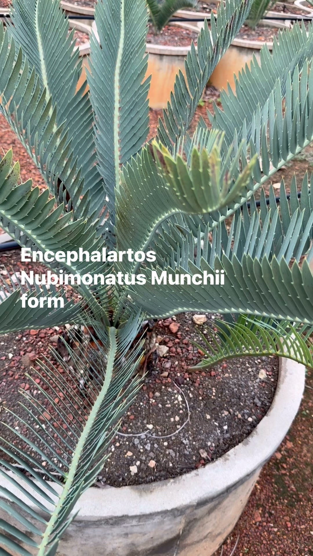 ☆超希少☆ マクドンネリー Macdonnellii Macrozamia macdonnellii