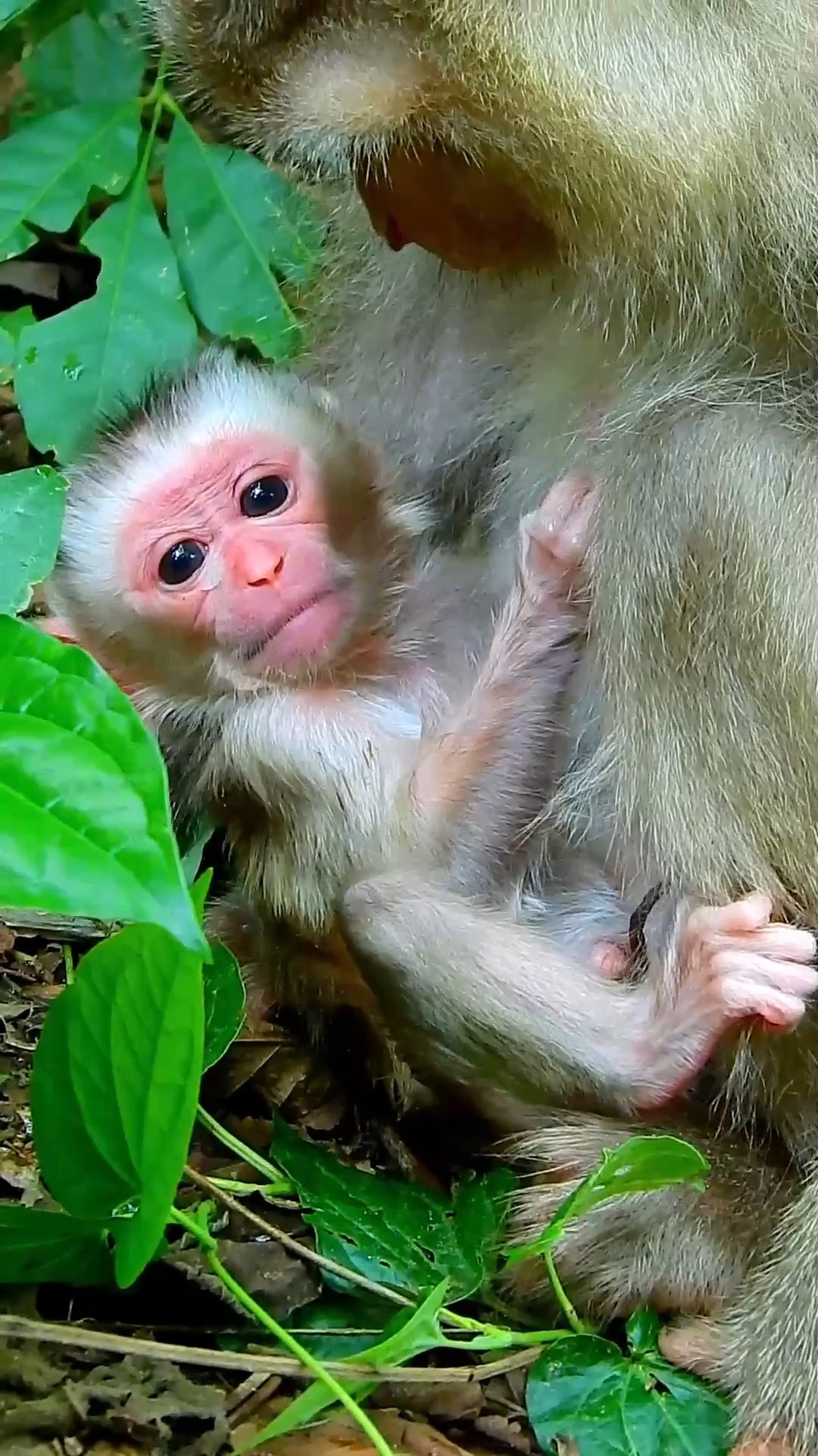 Rare chance to see all-white baby monkey | NHK WORLD-JAPAN | Facebook
