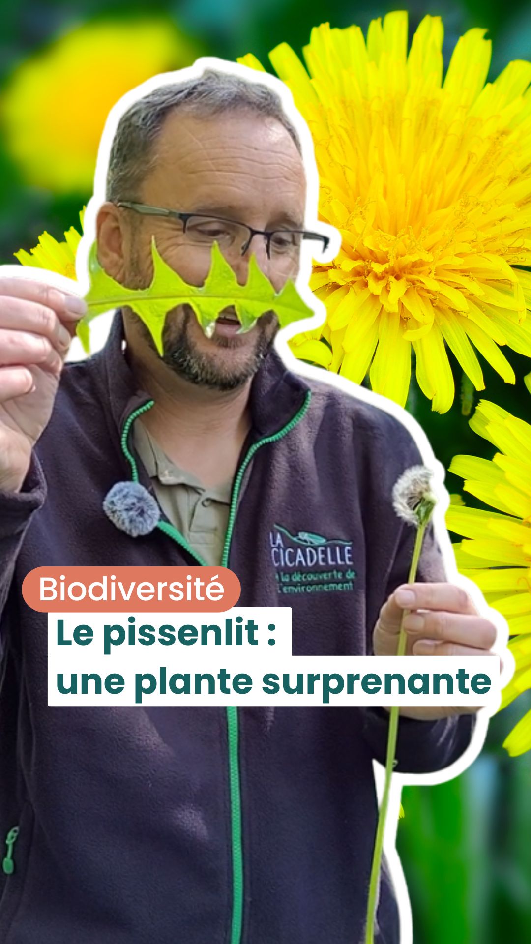 quel-est-le-point-commun-entre-la-savane-et-le-pissenlit-le-pissenlit