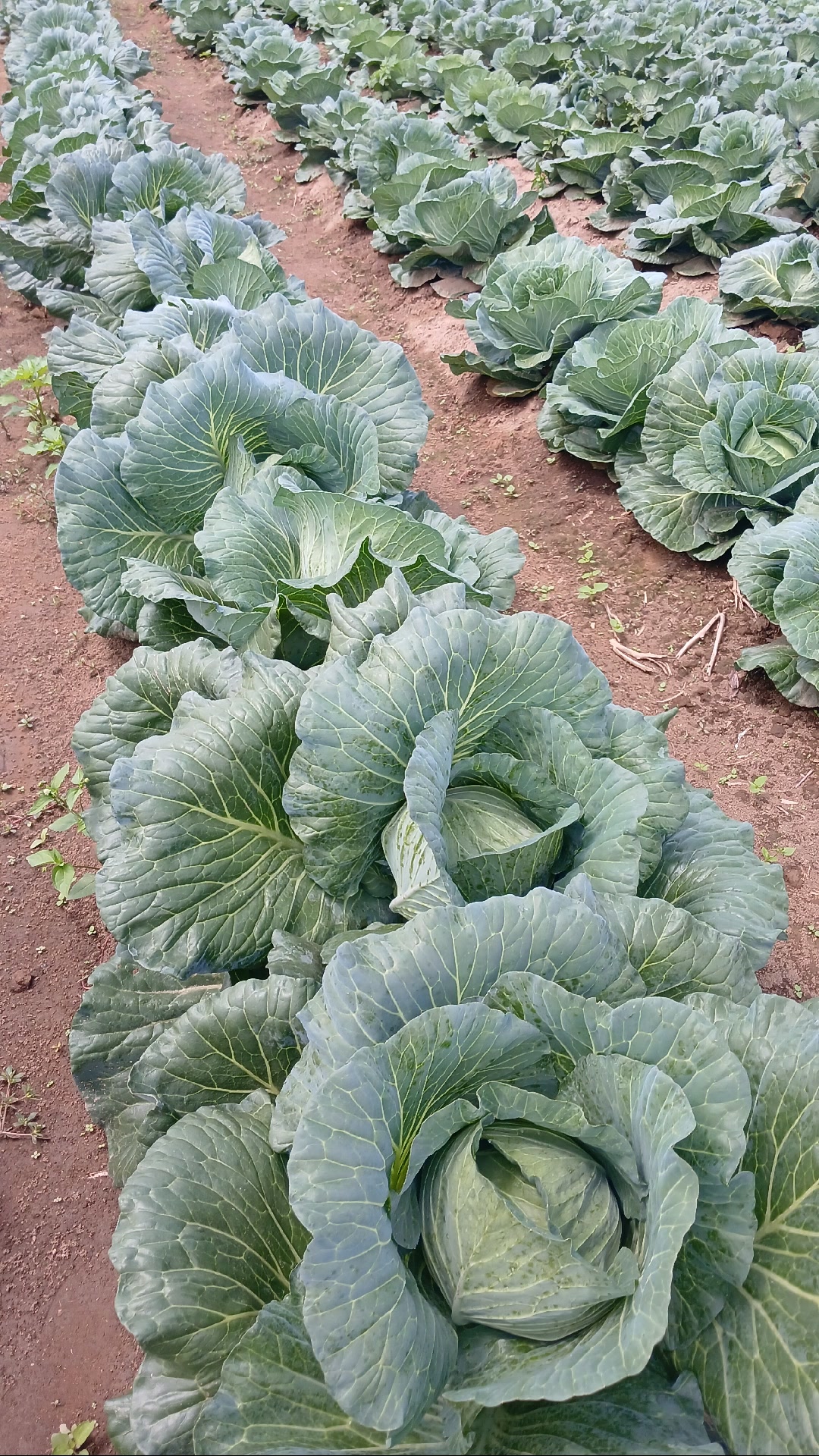 Mabala Farm on Reels | Facebook