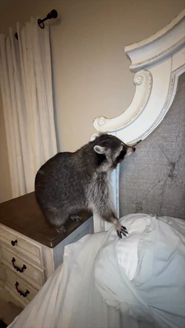 Luna intentionally climbs to the top of the headboard to taunt Sanchez ...