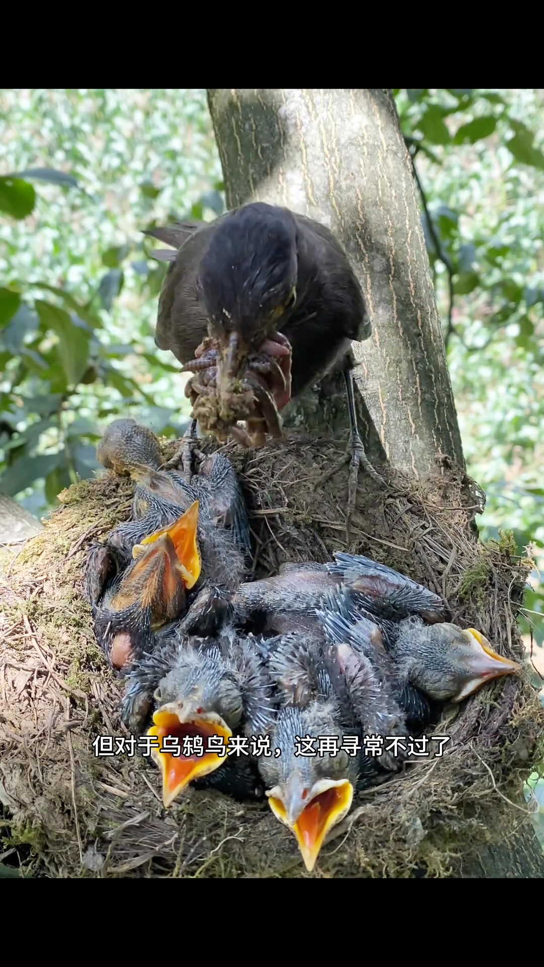 烏鶇育兒沒壓力！ | 崔哥钓鱼 | Facebook