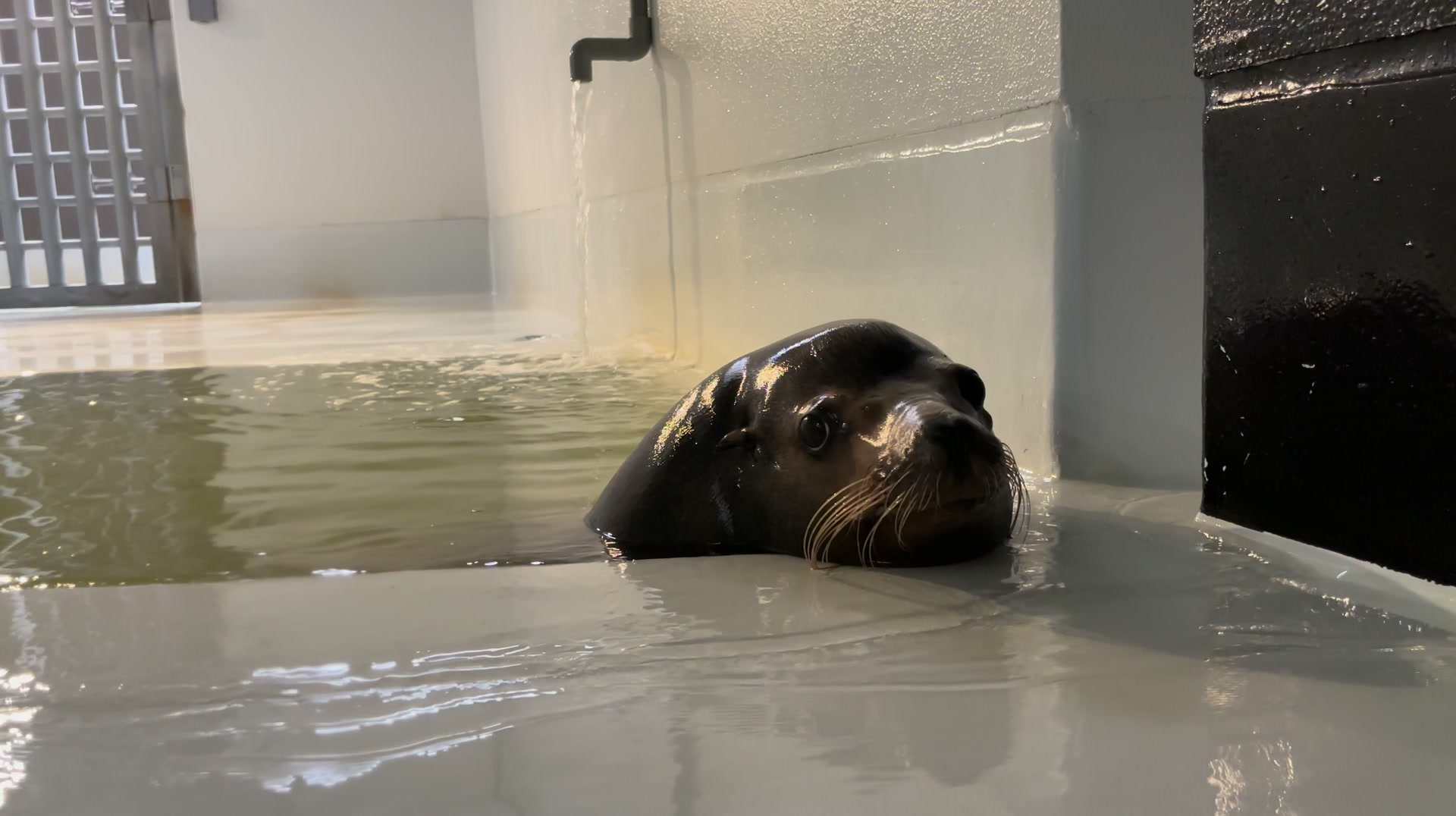鶴岡市立加茂水族館 - 【お知らせ】 第20回 恋人の聖地「プロポーズの